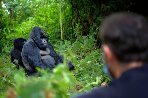 Gorilleri Korumak için Hayatını Veren 6 Koruma