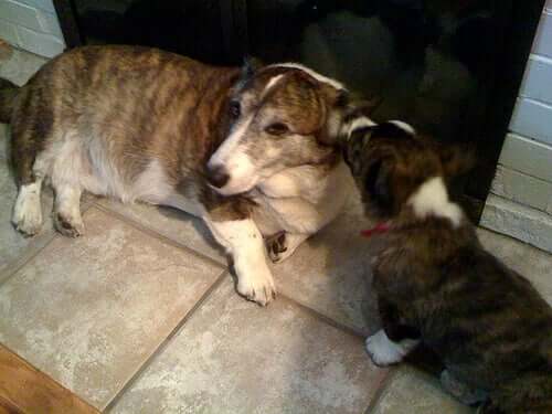 iki kahverengi köpek