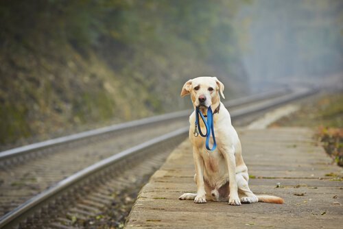 ağzında tasma ile bekleyen köpek