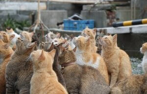Japonya'da Bulunan Kedi Adaları