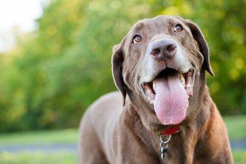dili dışarı çıkmış sevimli köpek