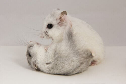 kavga eden hamsterlar