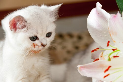 kedi çiçek soğanı
