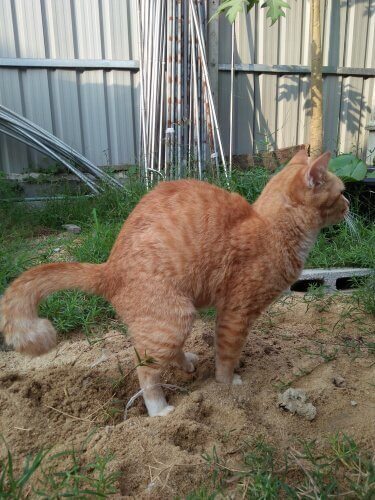 tuvaletini yapan kedi