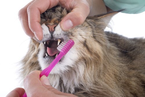 kedilerin dişleri fırçalanır mı
