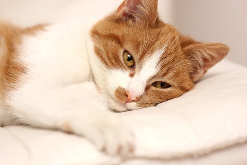 Bir Kedinin Hasta Olduğuna Dair Belirtiler Nelerdir?