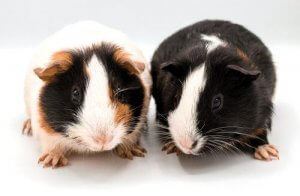 Guinea Pig İle İlgili Eğlenceli Bilgiler