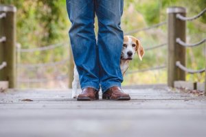 Köpeğim Gök Gürültüsü Korkusu Yaşıyor