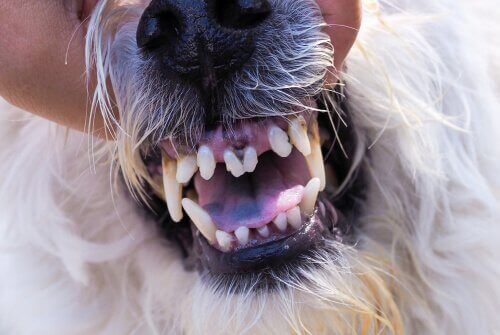 köpek ağız dişler 
