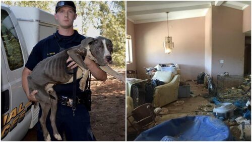40 Pitbull'un Sonu: Terk Edilen Hayvanları Kurtarmak
