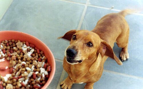 köpek beslemek mama kabı
