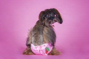 Köpek Bezleri Neden ve Nasıl Kullanılır?