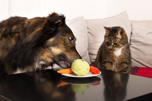 Köpeğiniz İçin Harika Meyveler Ve Sebzeler