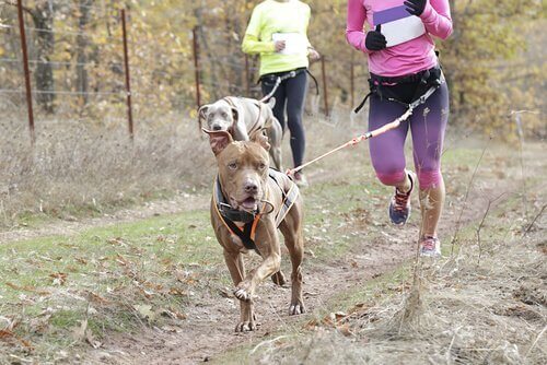 köpek sporları kros koşusu