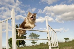 Köpek Sporları: Hangilerini Biliyorsunuz?