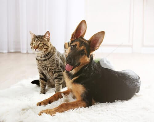 bir kedi evlat edinmek ve köpekler