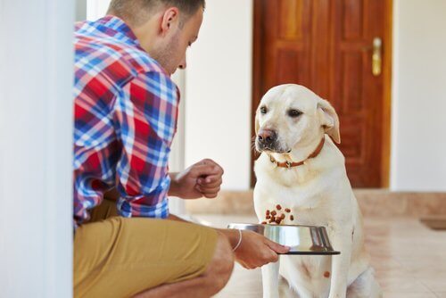 mama bekleyen köpek