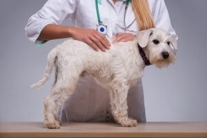 Köpeklerde Deri Altında Yumru Neden Olur?