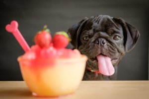 Köpeklere Smoothie: 4 Lezzetli Tarif