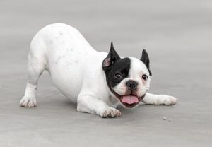 Köpeklerin Görüşü Bizimki Gibi Midir?