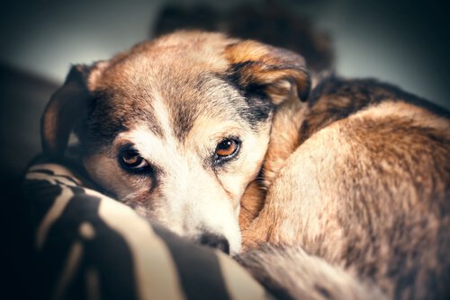 gök gürültüsü korkusu yaşayan köpek