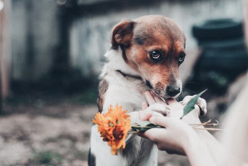 insanlardan korkan köpek