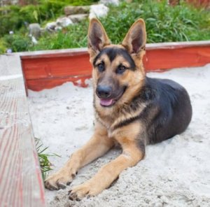 Köpeğinize Kum Kabı Eğitimi Verin
