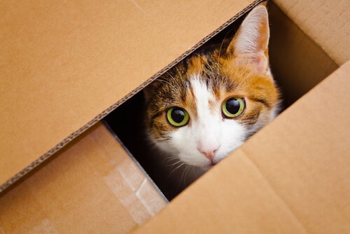 kutu içinde saklanan kedi