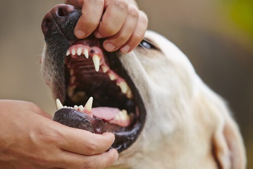 Sağlık Saati: Köpeklerde Diş Eti İltihabı Tedavisi