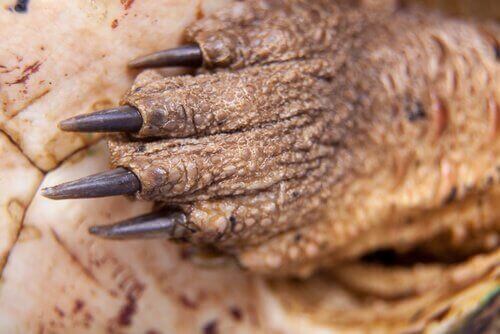 matamata kaplumbağası