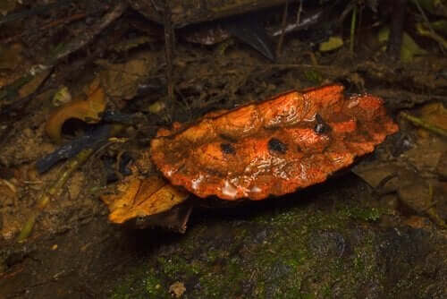 matamata kaplumbağası