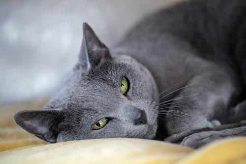 Mavi Rus kedisi ve shorthair kediler