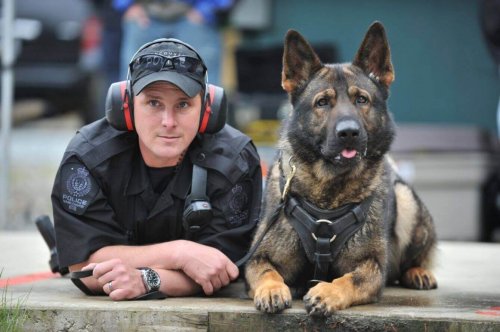 polis ve polis köpeği 