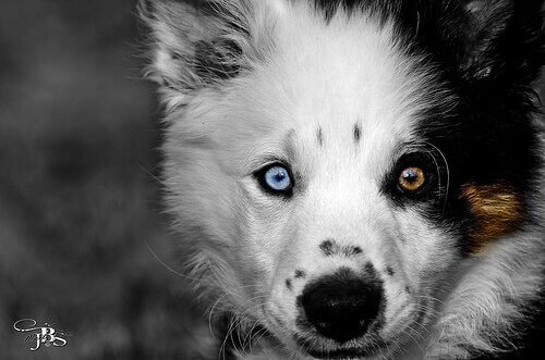 renkli gözlü köpek