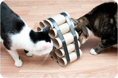 kediler için zeka geliştiren oyunlar 