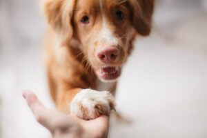 Ekonomik Açıdan Zorluk Çekerken Köpek Beslemek
