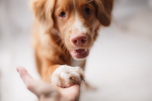 Ekonomik Açıdan Zorluk Çekerken Köpek Beslemek