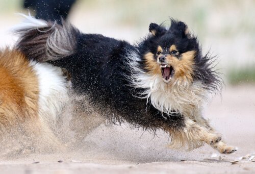 Köpeğinizin Saldırganlığı ile Başa Çıkmak