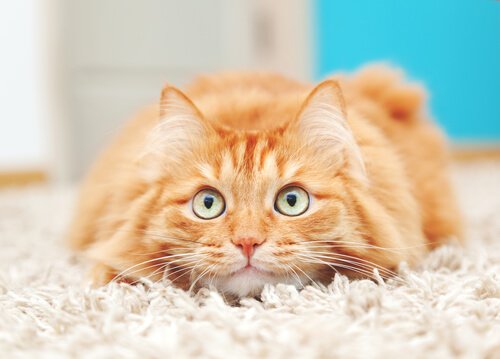 halının üstünde yatan kedi