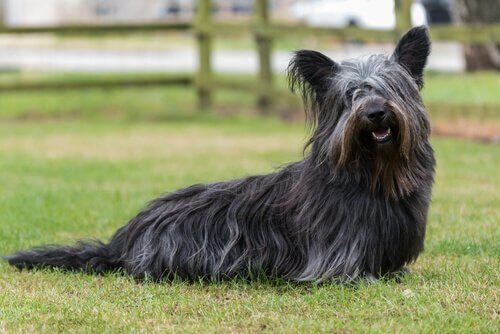 skye terrier