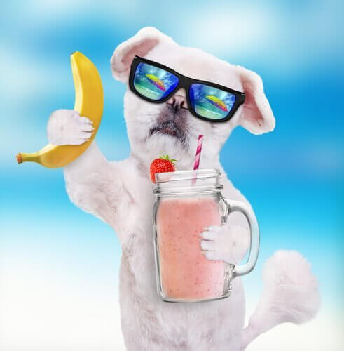 köpeklere smoothie
