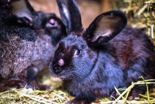 Tavşanlarda Viral Hastalıklar ve Etkileri