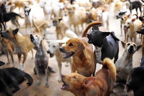 Tekis: Terk Edilmiş Köpekleri Kurtaran Adam