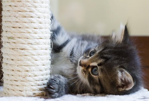 yavru kedi ve tırmanma ağacı