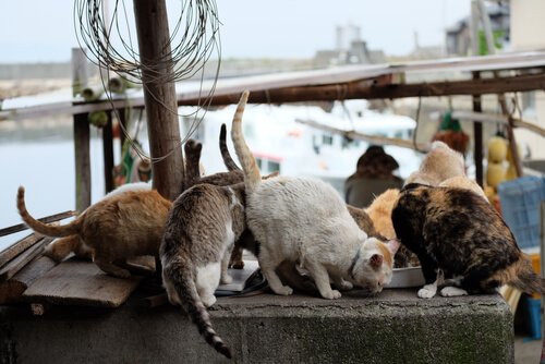 Japonya kedi adaları