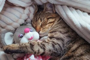 Kediler Rüya Görürler Mi: Kedilerde Uykunun Evreleri