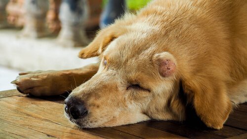 cilt problemi yaşayan köpek