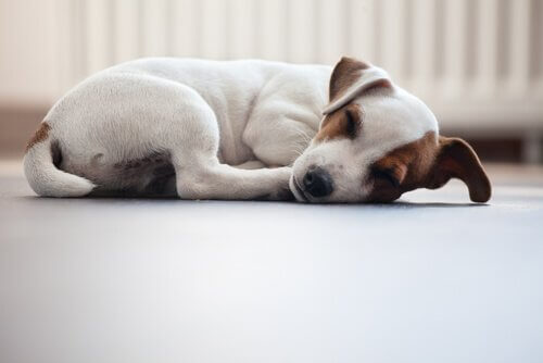 yuvarlanarak uyuyan köpek