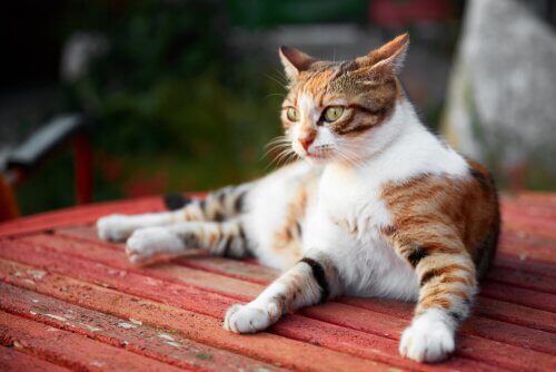 kedi merakı