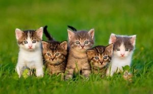 Kedi Evlat Edinmek İstiyorum: Nasıl Seçmeliyim?